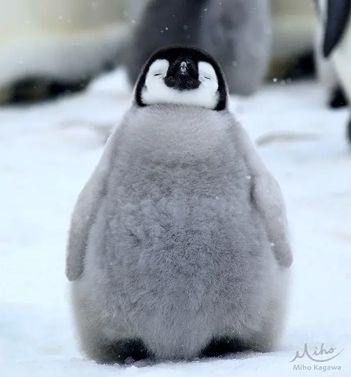 【近鉄百貨店 奈良店】大人気クリエイターの作品が奈良に大集合！「ならペンギンランド」を2026年１月14日(水)より開催！ 画像 6