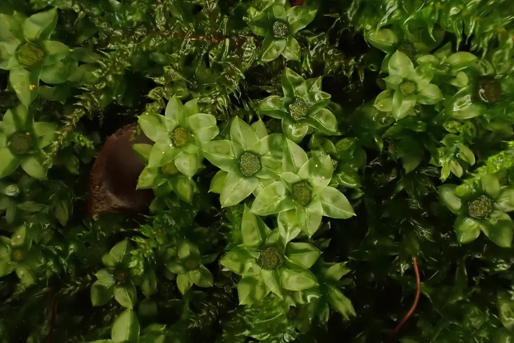 【奥入瀬渓流ホテル】春の楽しみは「お花見」だけじゃない！新・春の風物詩！苔の花を楽しむ「春のお苔見」開催 画像 11