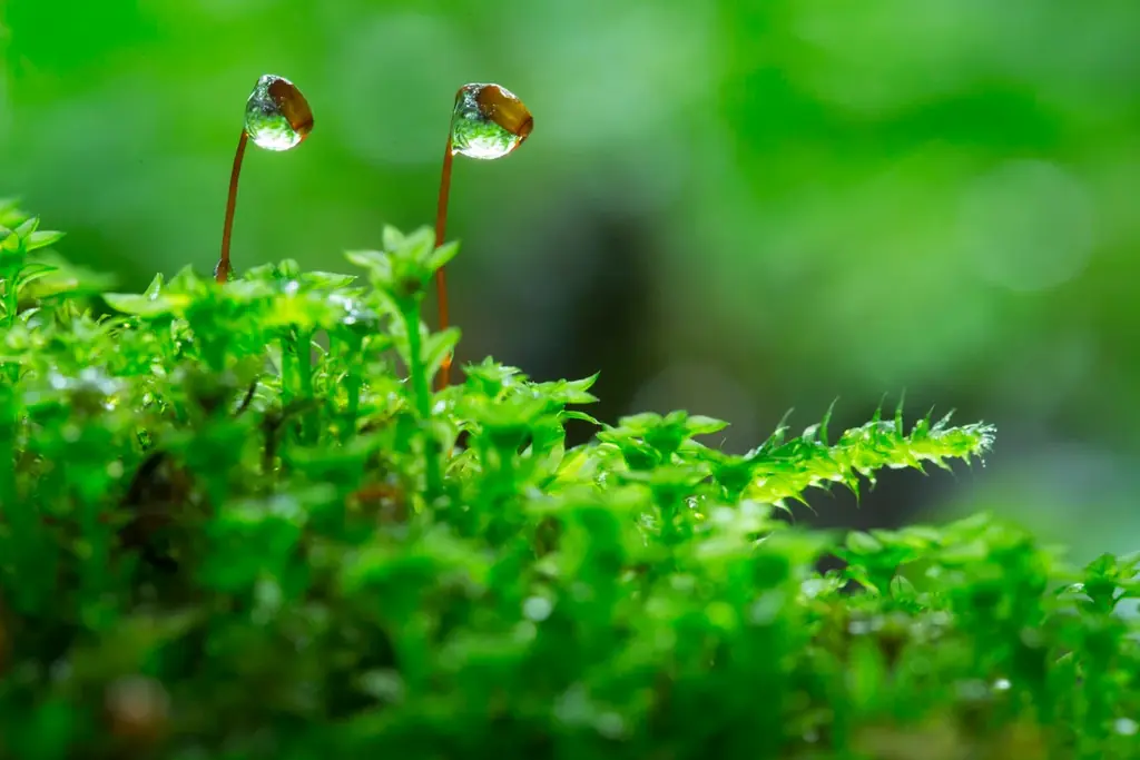 【奥入瀬渓流ホテル】春の楽しみは「お花見」だけじゃない！新・春の風物詩！苔の花を楽しむ「春のお苔見」開催 画像 3