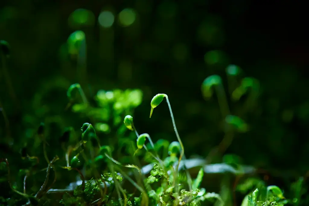 【奥入瀬渓流ホテル】春の楽しみは「お花見」だけじゃない！新・春の風物詩！苔の花を楽しむ「春のお苔見」開催 画像 5