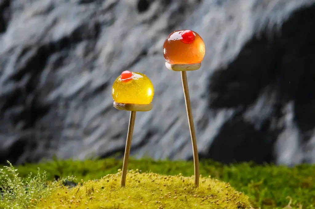 【奥入瀬渓流ホテル】春の楽しみは「お花見」だけじゃない！新・春の風物詩！苔の花を楽しむ「春のお苔見」開催 画像 6