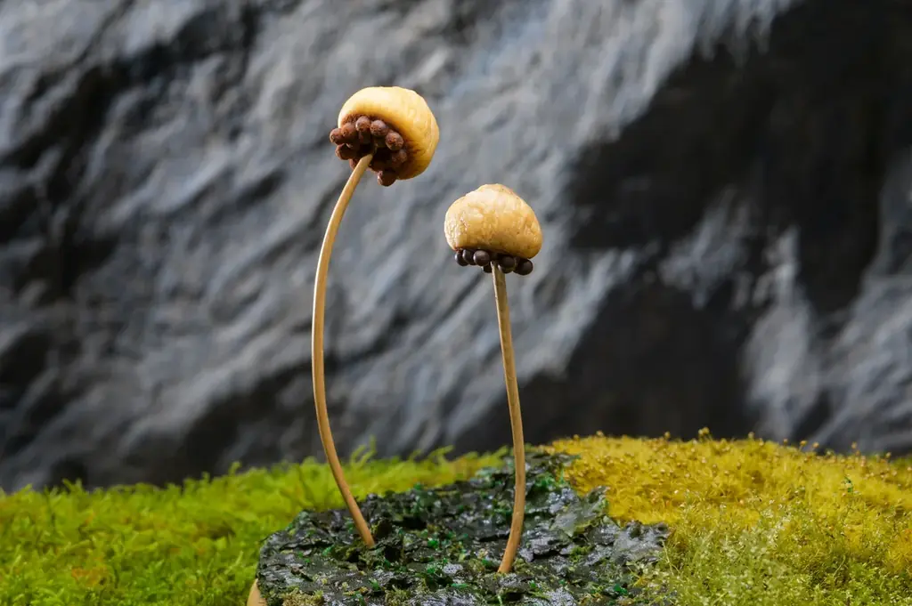 【奥入瀬渓流ホテル】春の楽しみは「お花見」だけじゃない！新・春の風物詩！苔の花を楽しむ「春のお苔見」開催 画像 8