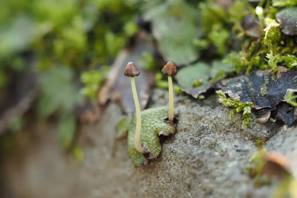 【奥入瀬渓流ホテル】春の楽しみは「お花見」だけじゃない！新・春の風物詩！苔の花を楽しむ「春のお苔見」開催 画像 9