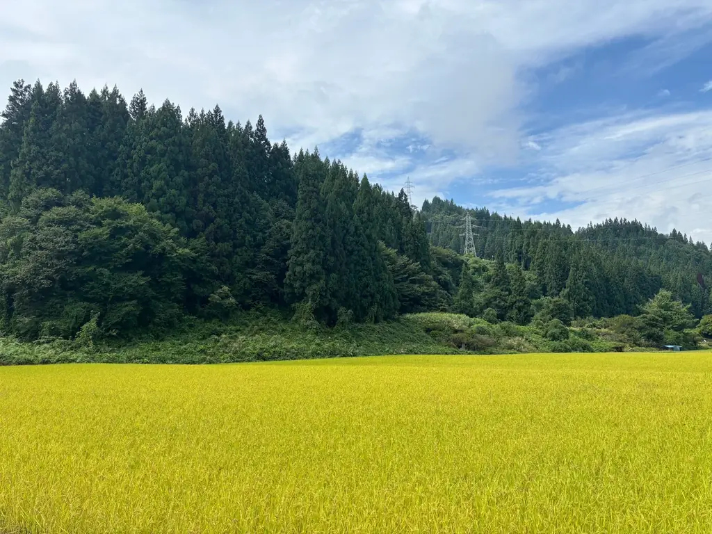 「つりい京都」が開発、米を主原料にした無糖ホワイトチョコレート×抹茶ガナッシュのボンボンショコラ「抹白 -MASSIRO-」新登場 画像 5