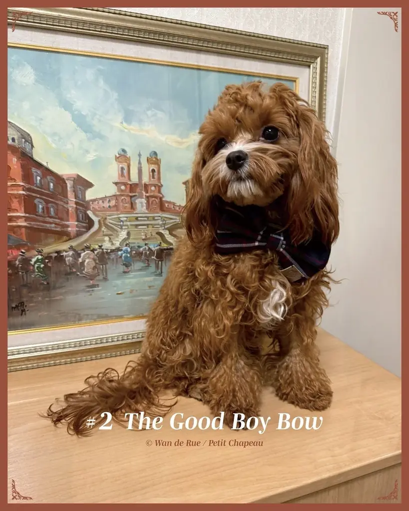 有限会社アクアテック、100％子会社としてペット向けライフスタイルブランド「Wan de Rue」を始動 画像 6