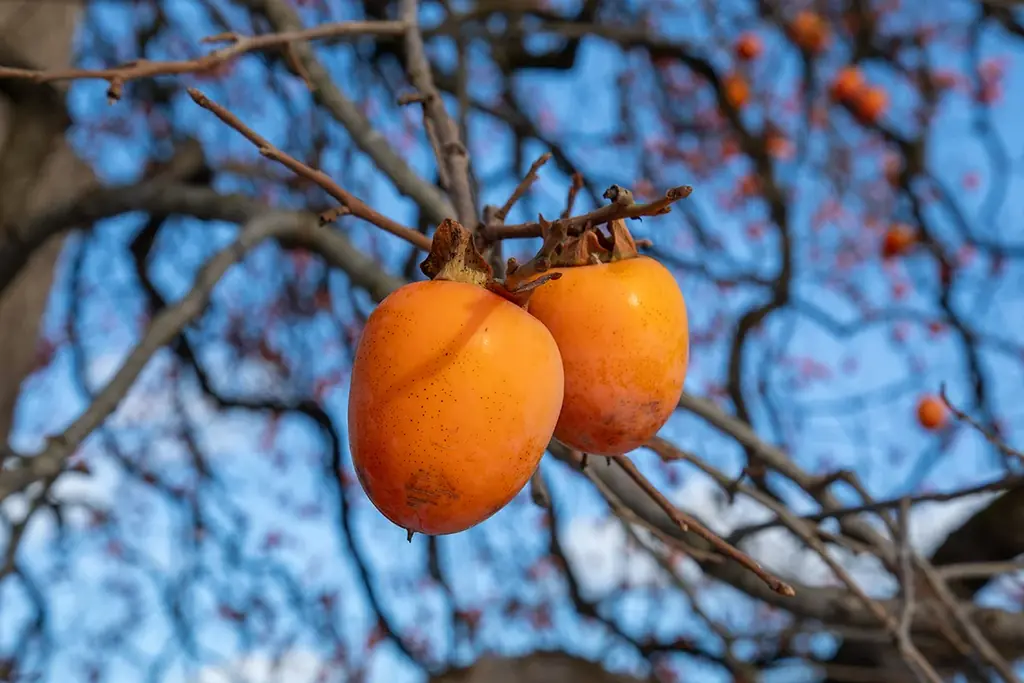 【冬に甘くなる柿】木上で熟した木熟柿という自然が生み出したデザート 画像 2