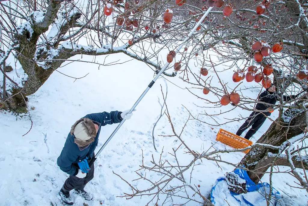 【冬に甘くなる柿】木上で熟した木熟柿という自然が生み出したデザート 画像 4