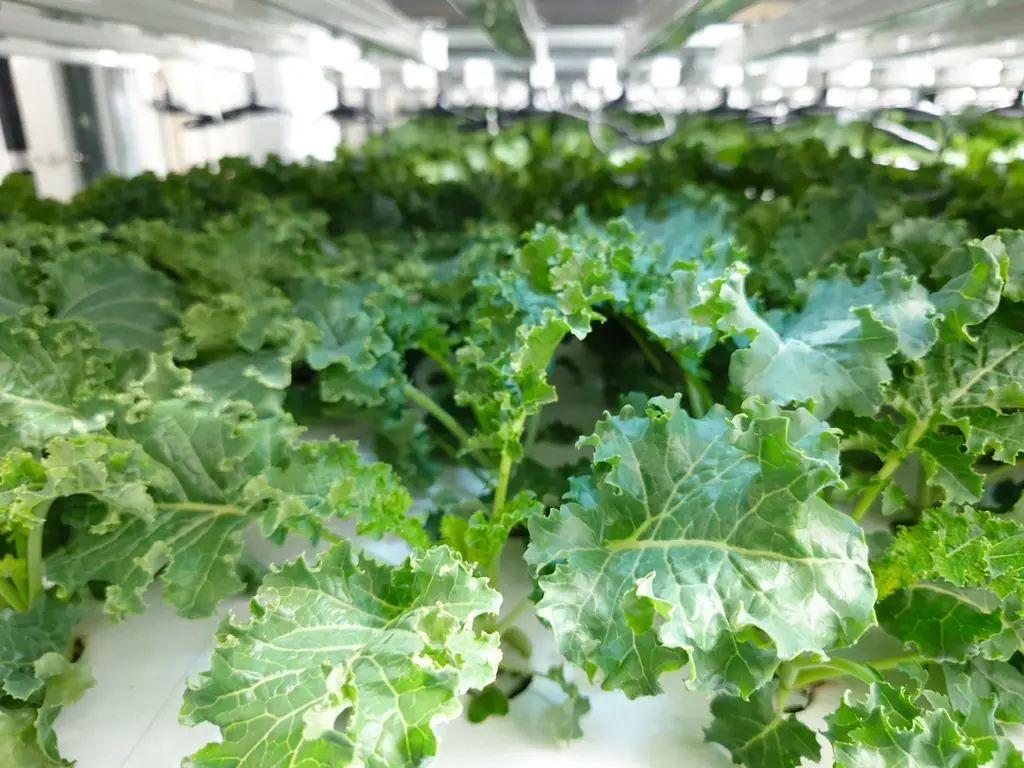 【新商品発売】フードロス削減へ貢献、行き場を失った規格外ケールを“特製本格ピザ”に 「Makuake」で応援購入プロジェクト開始 画像 3