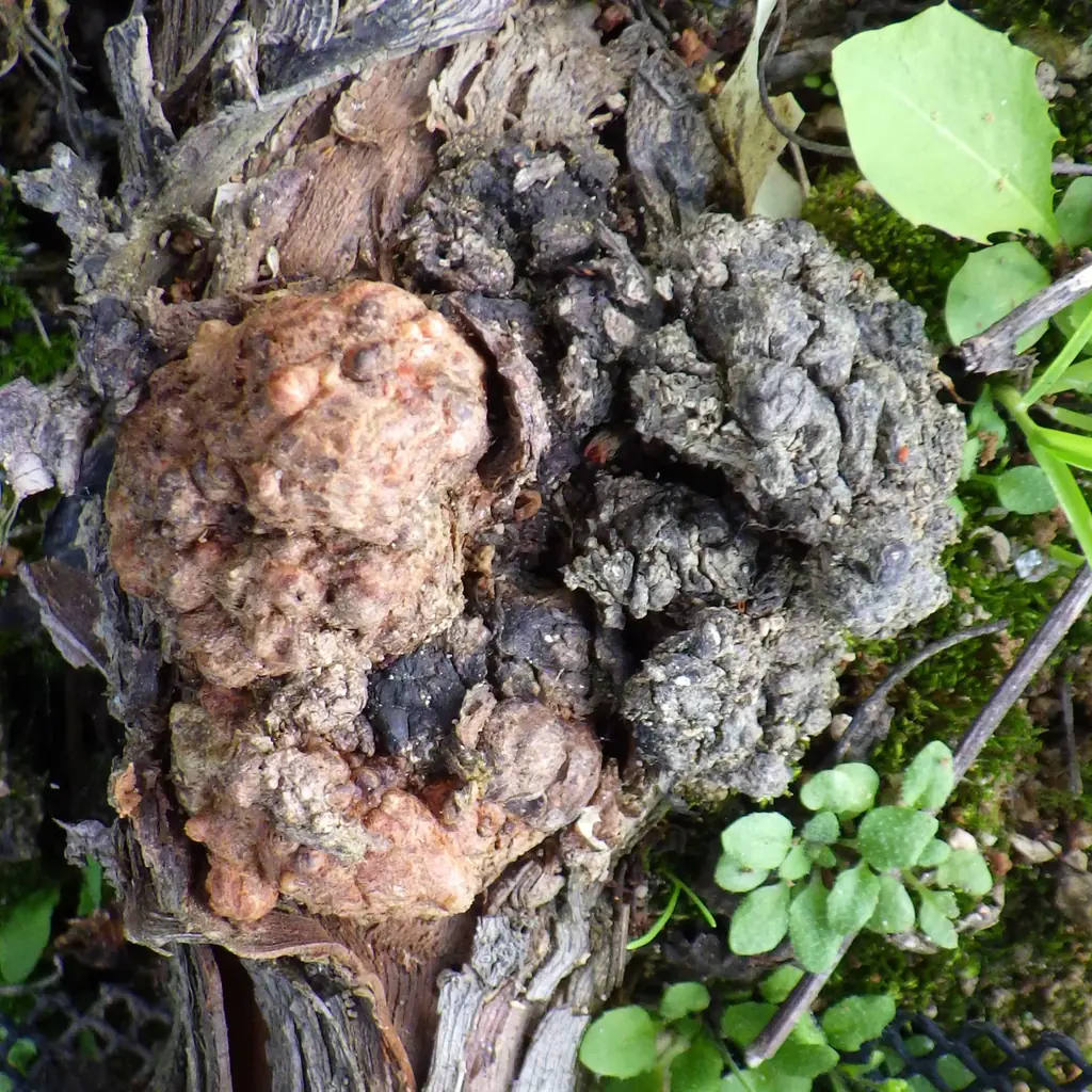 新たな微生物農薬「エコアーク®」を販売開始！【クミアイ化学】 画像 2