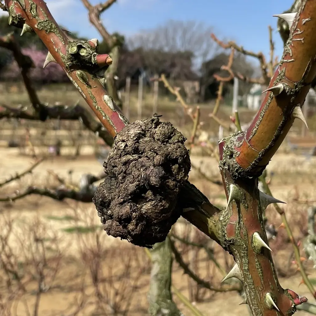 新たな微生物農薬「エコアーク®」を販売開始！【クミアイ化学】 画像 3