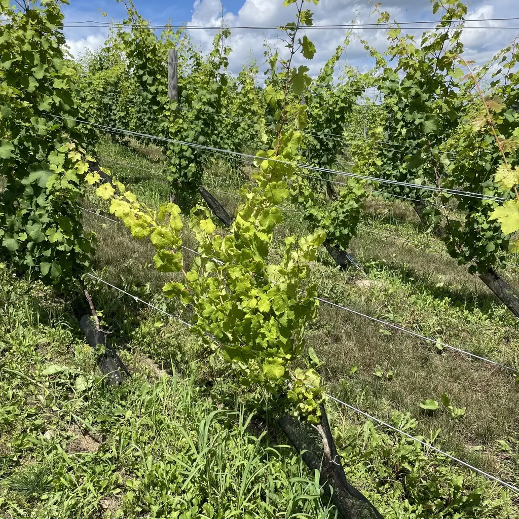 新たな微生物農薬「エコアーク®」を販売開始！【クミアイ化学】 画像 4