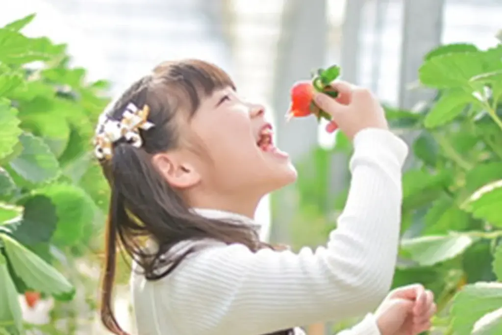 佐野アウトレットでいちごスイーツを贅沢に味わう「とちぎいちごフェア」開催　1月16日(金)～ 画像 11