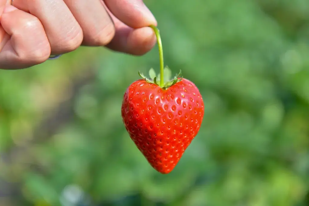 佐野アウトレットでいちごスイーツを贅沢に味わう「とちぎいちごフェア」開催　1月16日(金)～ 画像 9