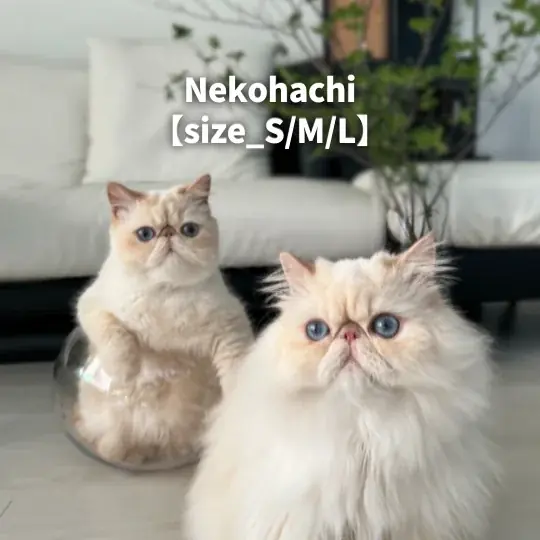 累計3,000袋販売の猫砂ブランド「Catis（キャティス）」、1月15日（木） より 楽天市場に公式ショップをオープン 画像 4