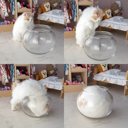 累計3,000袋販売の猫砂ブランド「Catis（キャティス）」、1月15日（木） より 楽天市場に公式ショップをオープン 画像 5