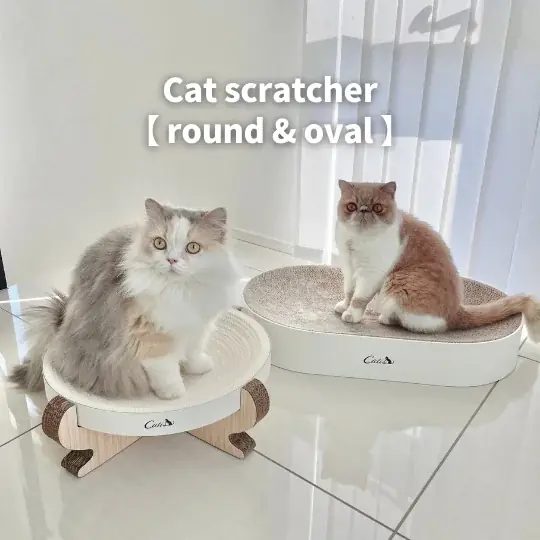 累計3,000袋販売の猫砂ブランド「Catis（キャティス）」、1月15日（木） より 楽天市場に公式ショップをオープン 画像 6