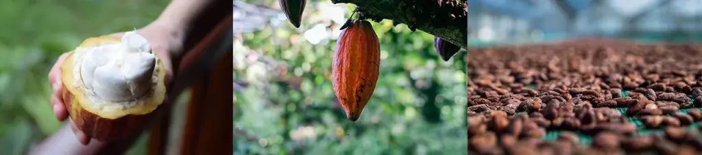 【新発売】「ザ カンパネラ 東京」、チョコレートの甘さとキャラメルの香ばしさが絶妙にマッチした「生タルトキャラメル」を名古屋で開催の「2026 アムール・デュ・ショコラ」で先行販売開始。 画像 8