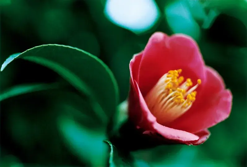 MTG独自開発「ツバキラクトン※1」配合。​スタイルロックも、ヘアケアも、香りも未体験のステージへ。​「ReFa LOCK OIL LUXE」​2026年1月28日　ReFa GINZAにて先行発売​ 画像 2