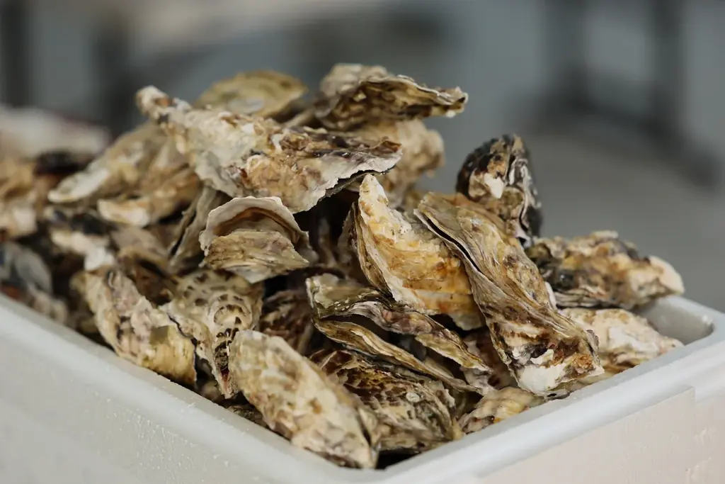 【岐阜県大垣市】新規オープンから57日で旅に出る！？岐阜県、滋賀県で話題沸騰の出張牡蠣小屋がイオンモール大垣にNEW OPEN!オープンから6日間は先着プレゼントも大盤振る舞い！ 画像 2