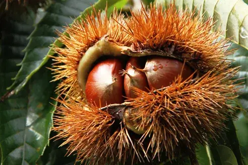 小泉製菓から冬季限定「中山栗入りつぶあん大判焼」登場。 画像 2