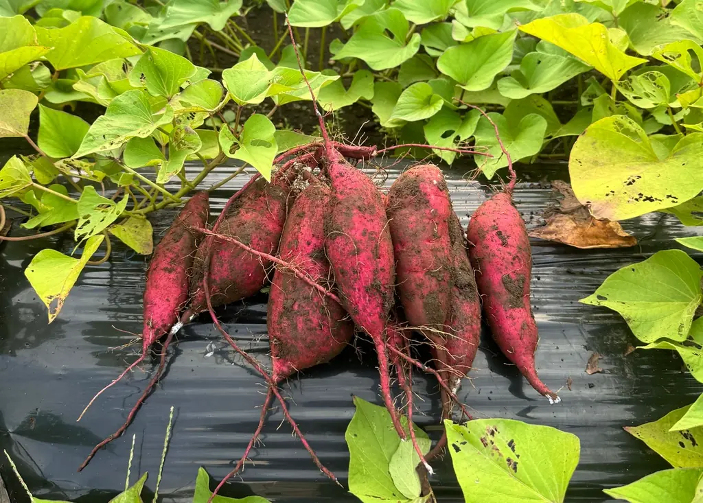 ヤタロー地産地消工場店に新登場！浜松出身の農家が阿蘇の大地で育てた“農薬不使用”熟成べにはるかの焼き芋を販売開始！ 画像 3