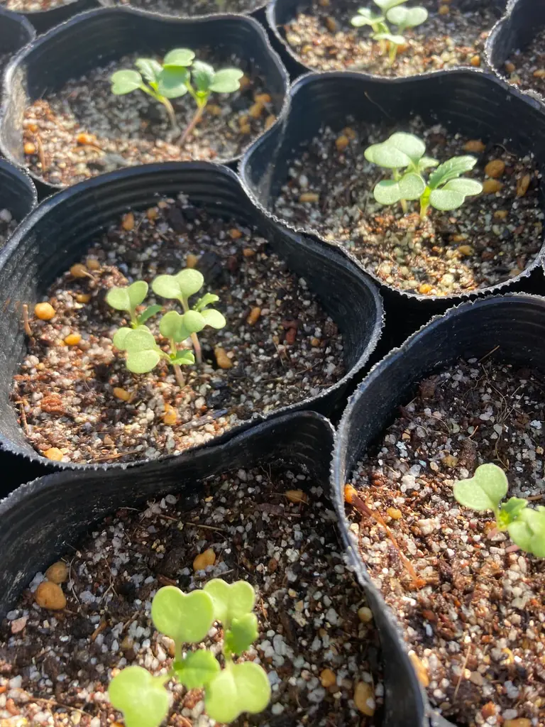 育てて、収穫して、つながる。ソフトバンク個人株主プロジェクト第4弾「かぶ × 株農園～かぶと株を一緒に育てよう！～」が始動！投資家 桐谷広人さんが農園長に就任 画像 4