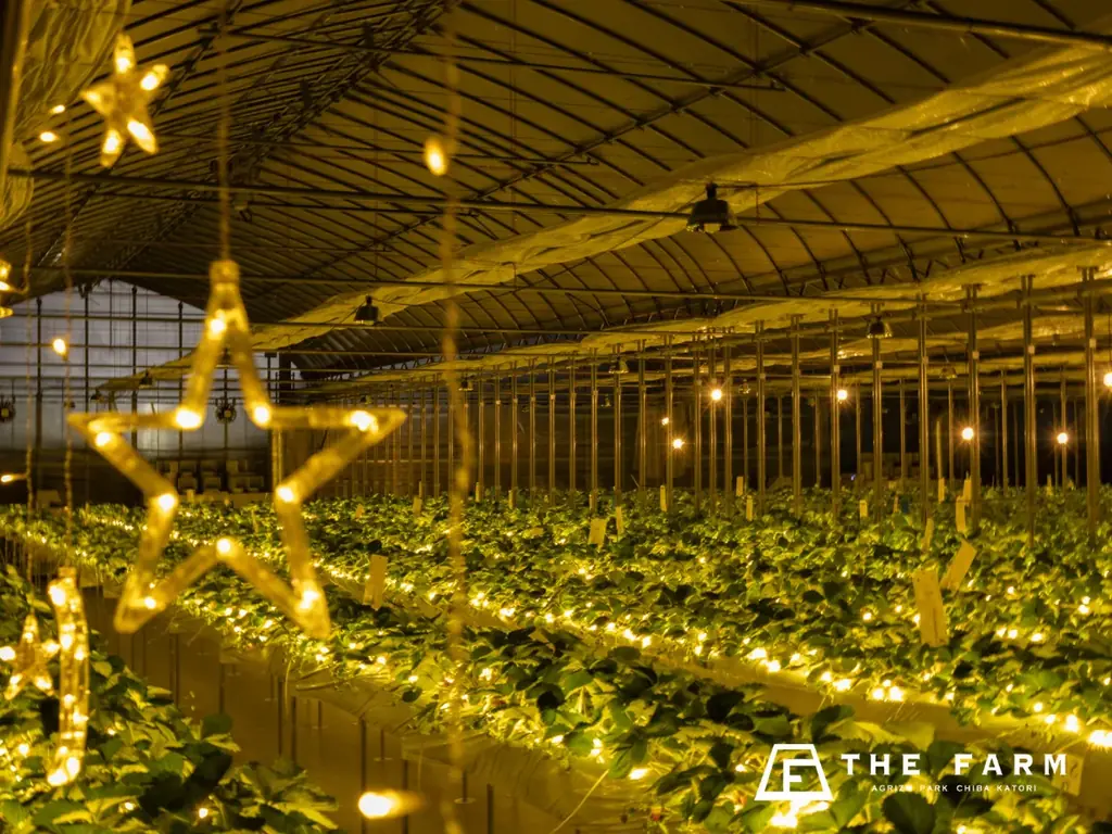 【3月平日限定】学生証提示でグループ全員いちご狩り無料。グランピング・BBQ・天然温泉・サウナまで一日満喫できる「学生応援プラン」予約開始 画像 5