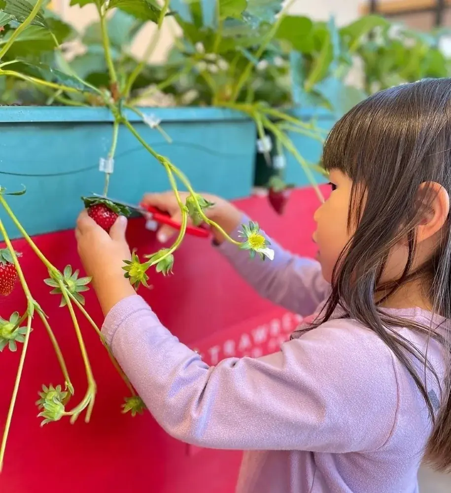 初めての選べる”ばあむ”と”スタイル”で、自分だけの”いちご”スイーツ作り体験はいかが？ 画像 2