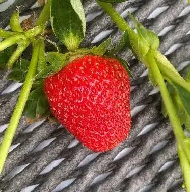 愛されて10年。熊本県が誇るいちご「ゆうべに」生産者の努力に支えられ迎えた10周年 画像 5