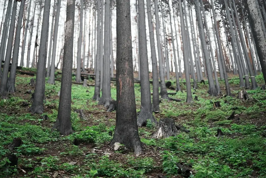 【開催告知リリース第3弾】全国39都道府県から約320事業者が集結する国産木材の祭典「WOODコレクション（モクコレ）2026」開催 画像 6