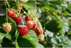 久能の石垣いちご狩り