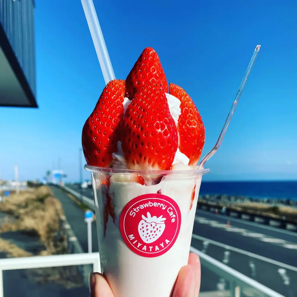 【約130年の歴史を誇るいちご栽培のはじまりの地・静岡市・久能山】久能街道・いちご海岸通りで、「石垣いちご」のいちご狩りが1月中旬より本格開始 画像 15