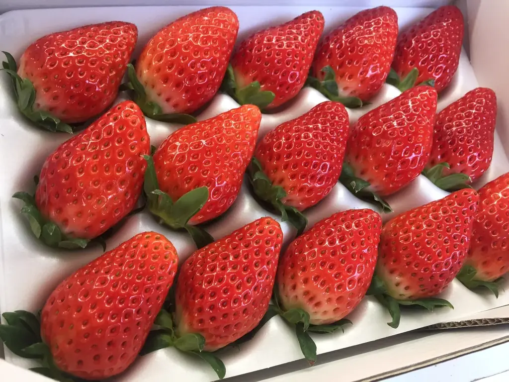 【約130年の歴史を誇るいちご栽培のはじまりの地・静岡市・久能山】久能街道・いちご海岸通りで、「石垣いちご」のいちご狩りが1月中旬より本格開始 画像 17