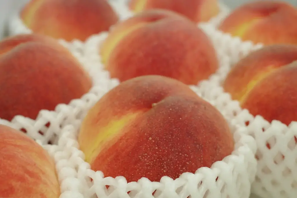 【約130年の歴史を誇るいちご栽培のはじまりの地・静岡市・久能山】久能街道・いちご海岸通りで、「石垣いちご」のいちご狩りが1月中旬より本格開始 画像 19