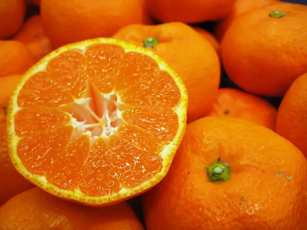 【約130年の歴史を誇るいちご栽培のはじまりの地・静岡市・久能山】久能街道・いちご海岸通りで、「石垣いちご」のいちご狩りが1月中旬より本格開始 画像 20