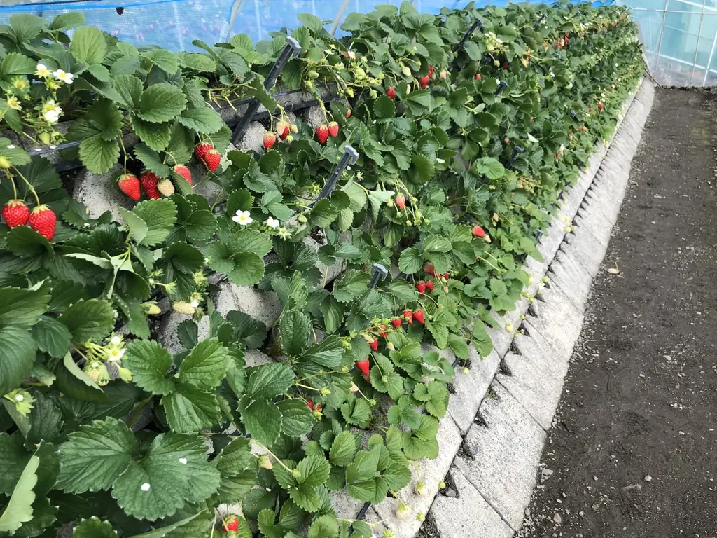 【約130年の歴史を誇るいちご栽培のはじまりの地・静岡市・久能山】久能街道・いちご海岸通りで、「石垣いちご」のいちご狩りが1月中旬より本格開始 画像 3
