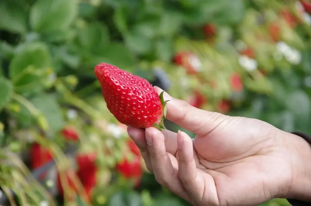 【約130年の歴史を誇るいちご栽培のはじまりの地・静岡市・久能山】久能街道・いちご海岸通りで、「石垣いちご」のいちご狩りが1月中旬より本格開始 画像 6