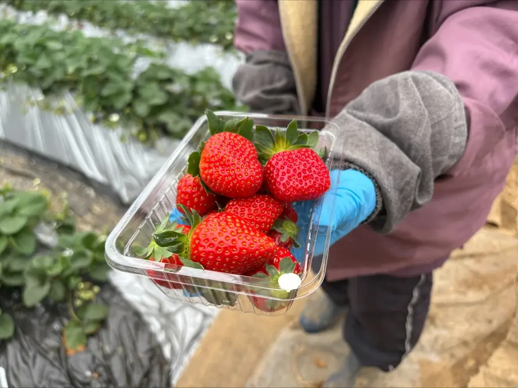 【メルキュール横須賀】季節ごとに新しい! 少しだけ特別なアフタヌーンティーシリーズ「Very Collection」誕生！ 第一弾は横須賀生まれの苺とSAKURAがきらめく春メニューが登場 画像 7