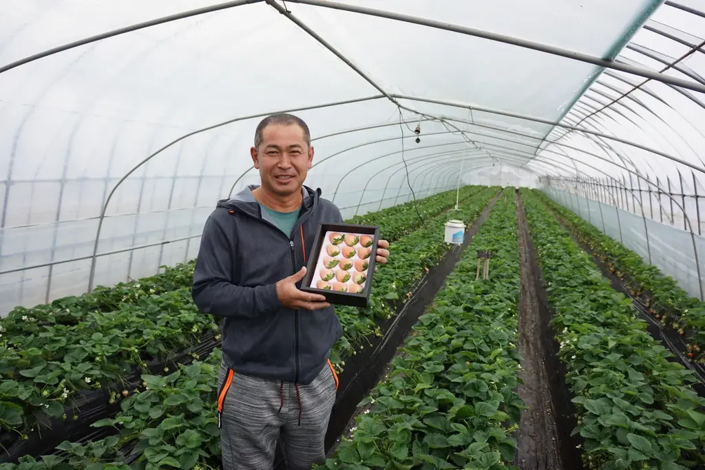 【水戸プラザホテル】大人気ストロベリーアフタヌーンティーセットの第二弾！県産苺の食べ比べが付いた贅沢なラインナップ 画像 12