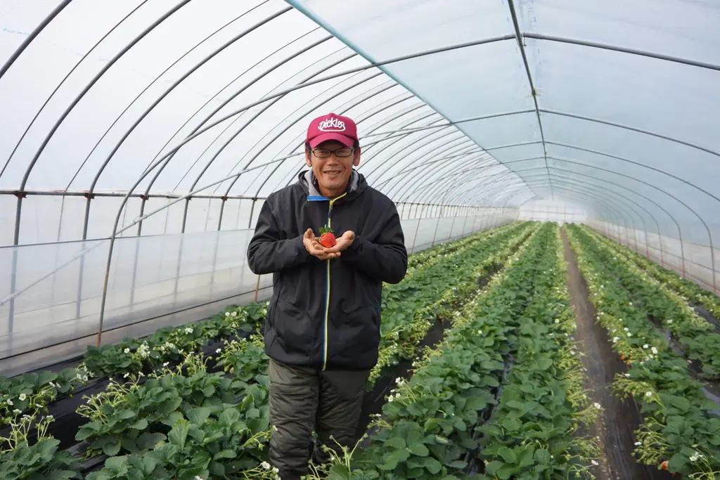 【水戸プラザホテル】大人気ストロベリーアフタヌーンティーセットの第二弾！県産苺の食べ比べが付いた贅沢なラインナップ 画像 13