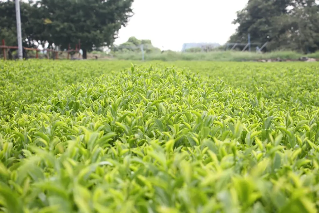 新宿駅の「ルミネアグリマルシェ」で、熊本県錦町の特産品を期間限定販売。1月22日～25日の4日間、『錦町みらいマルシェ』を出店。 画像 13