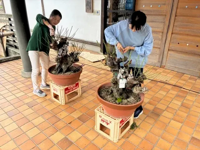 新春の風物詩・日本最大級の梅の盆栽展「第75回長浜盆梅展」 開催 画像 12