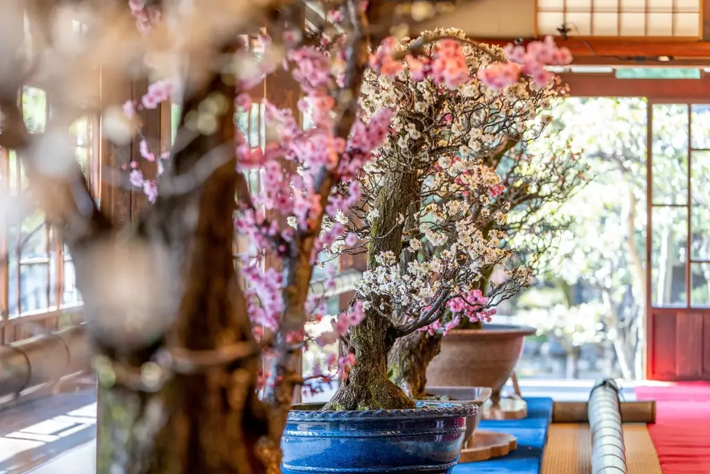 新春の風物詩・日本最大級の梅の盆栽展「第75回長浜盆梅展」 開催 画像 2