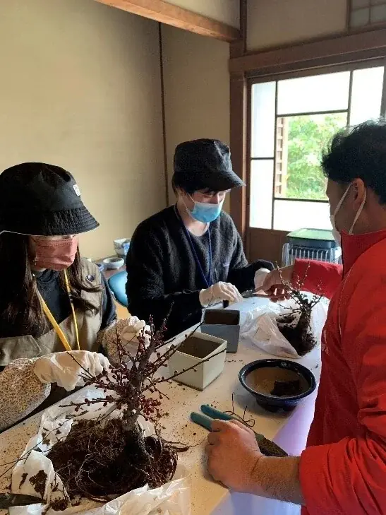 新春の風物詩・日本最大級の梅の盆栽展「第75回長浜盆梅展」 開催 画像 9