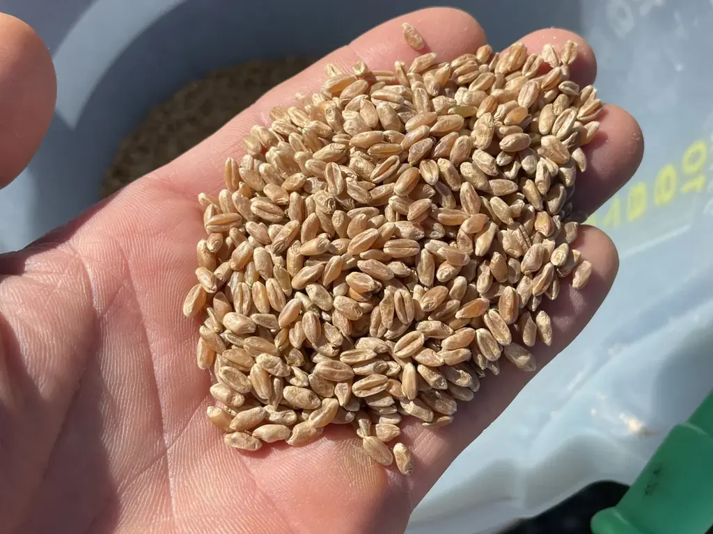 土地を表現するパン——ヨーロッパで10年学んだ自然酵母と伝統製法を、新潟の素材と薪窯で昇華させるローカルガストロノミー・ベーカリー「grains.」誕生 画像 4