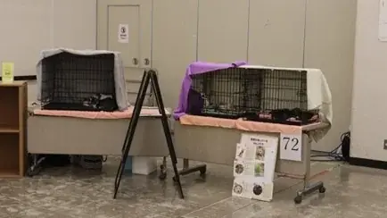 【屋内・入場無料】譲渡会×防災×体験で“共生の街づくり”へ「わんにゃんスマイルフェス2026・春 in 横浜」4/19（日）開催 画像 6