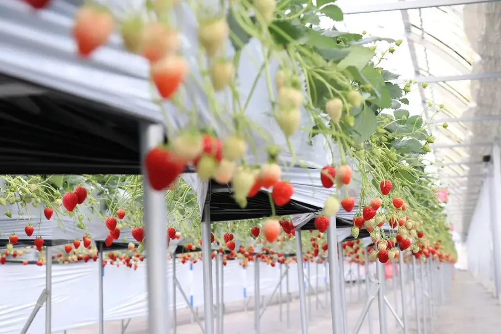 【岐阜発・サ旅第2弾】第1弾好評の「岐阜サ旅」第2弾、体験農園みとかと連携したいちご狩り×プライベートサウナ体験を岐阜で2/7〜3/8に開催 画像 4