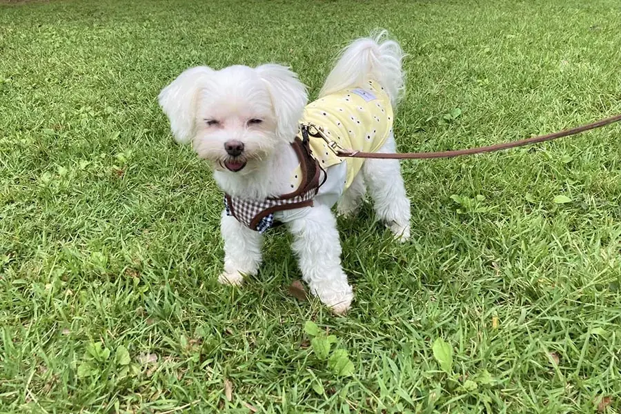 【最大20％OFF】大阪・泉佐野市の愛犬と泊まれる1棟貸切ヴィラ　「泉佐野キャンモアグランピングリゾート」が開業3周年キャンペーンを販売開始 画像 10