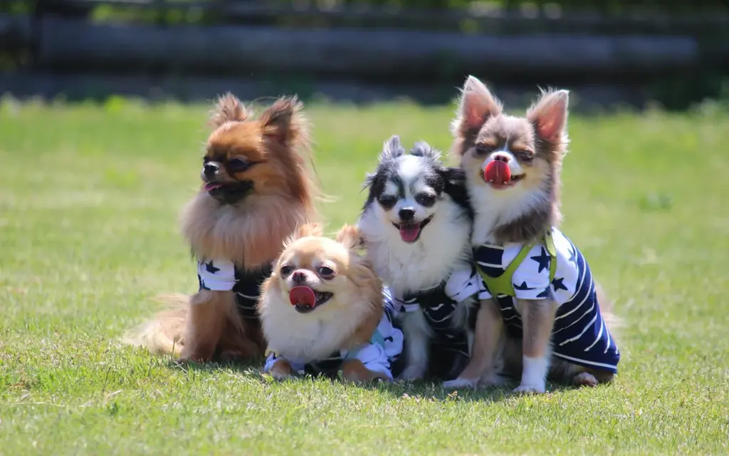 【最大20％OFF】大阪・泉佐野市の愛犬と泊まれる1棟貸切ヴィラ　「泉佐野キャンモアグランピングリゾート」が開業3周年キャンペーンを販売開始 画像 16