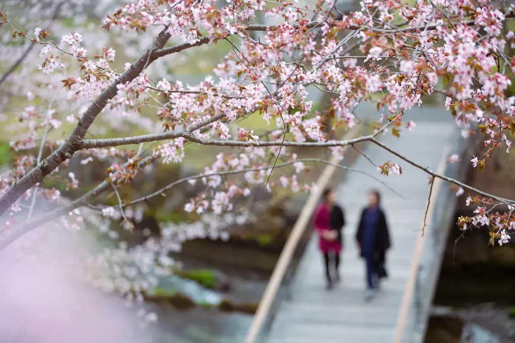 【星のや軽井沢】新緑の息吹に触れる、春の５つの過ごし方を提案 画像 2